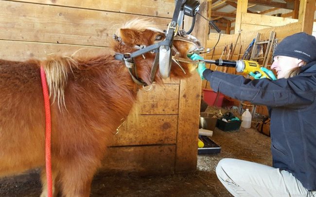 Discounted dental clinic, Calhan Veterinary Clinic @ Calhan Veterinary Clinic | Calhan | Colorado | United States