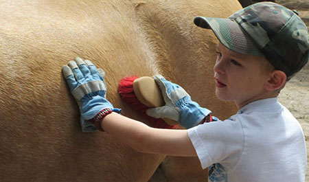 Equine Care Education Programs