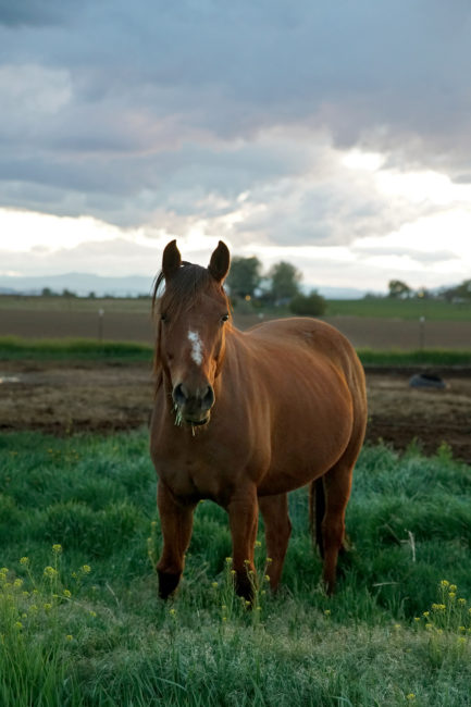 Discounted gelding clinic, Range View Equine Associates, Colorado @ Range View Equine Associates | Elbert | Colorado | United States